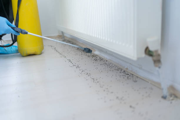 Wasp Removal Services in Milan, NM