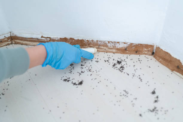 Best Flea Control Services  in Milan, NM